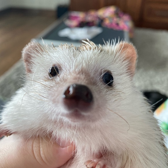 addisonleland